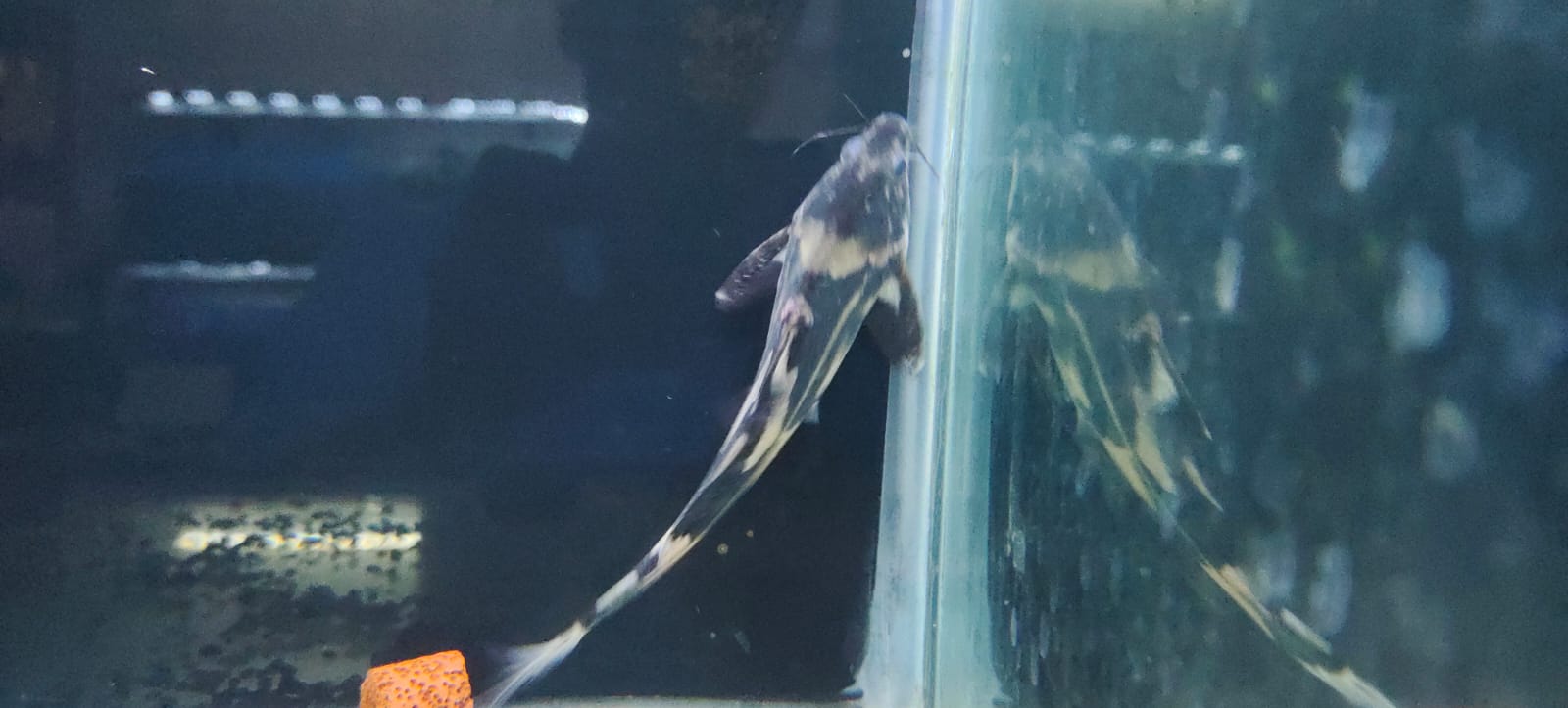 Marble lancer catfish