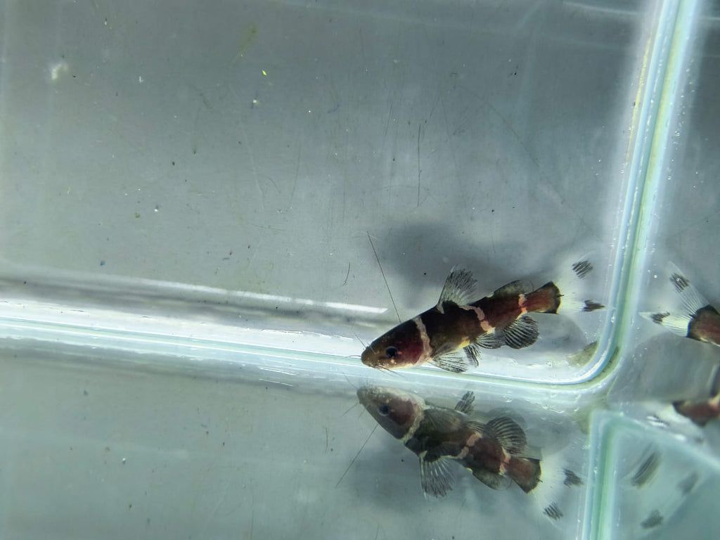 Bumblebee Catfish