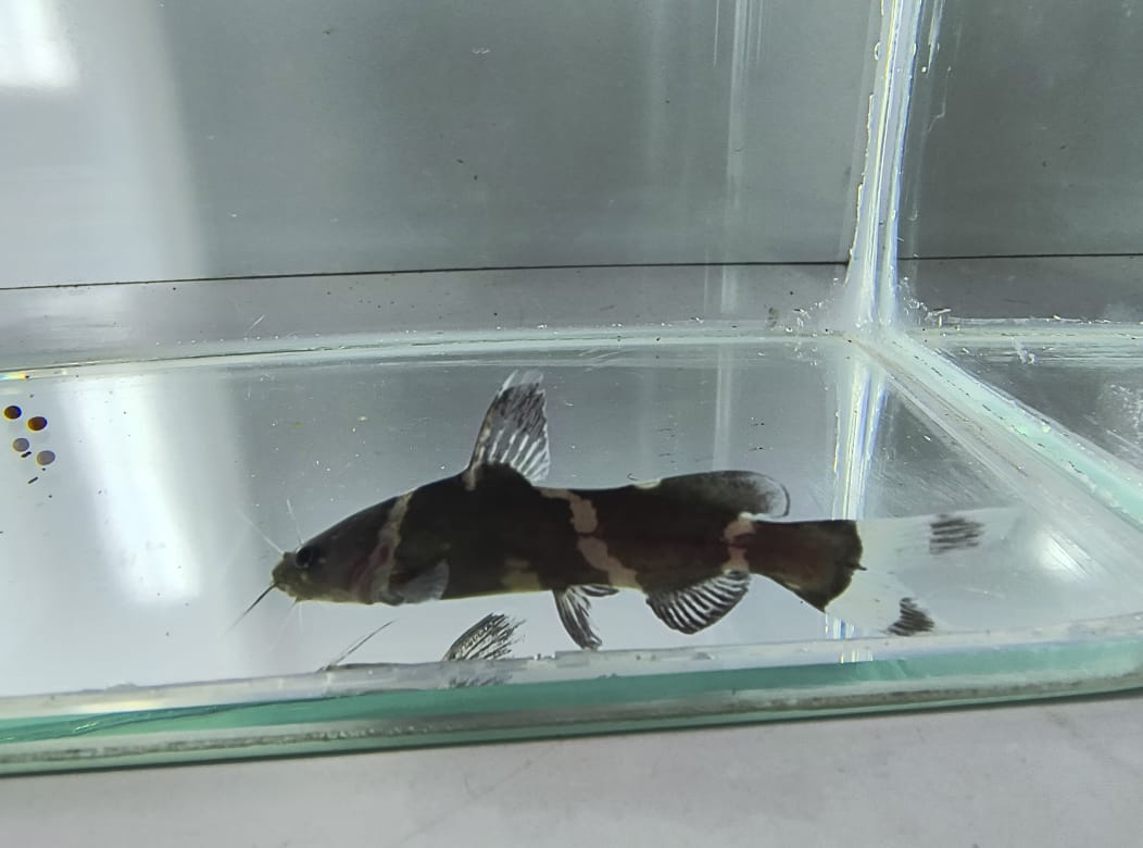 Bumblebee Catfish
