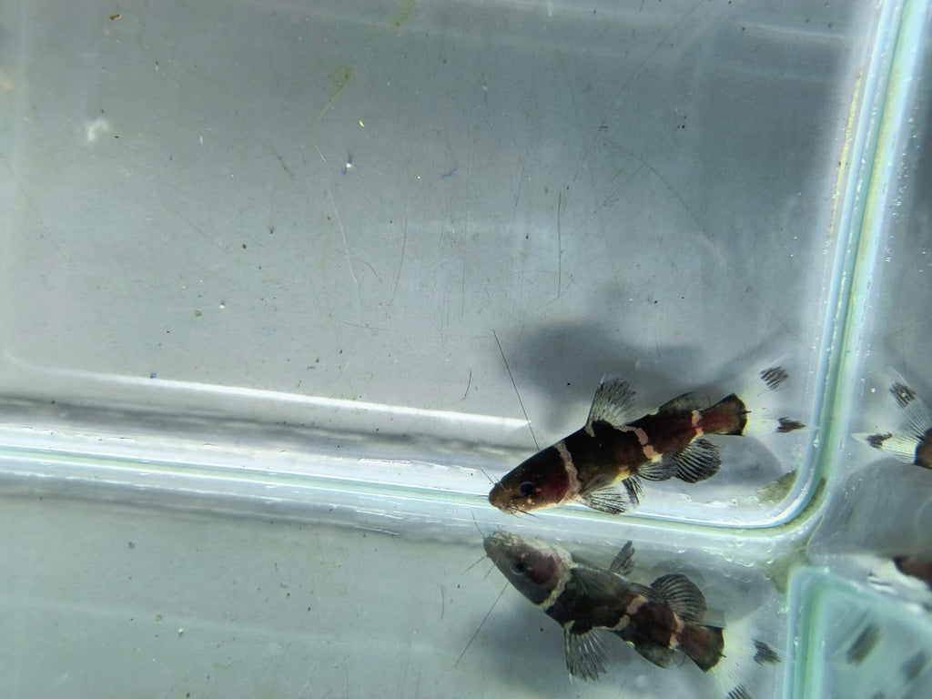 Bumblebee Catfish