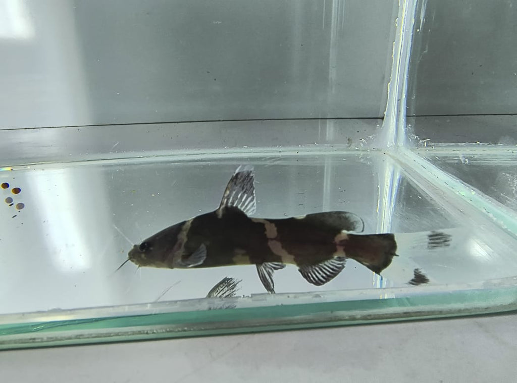 Bumblebee Catfish