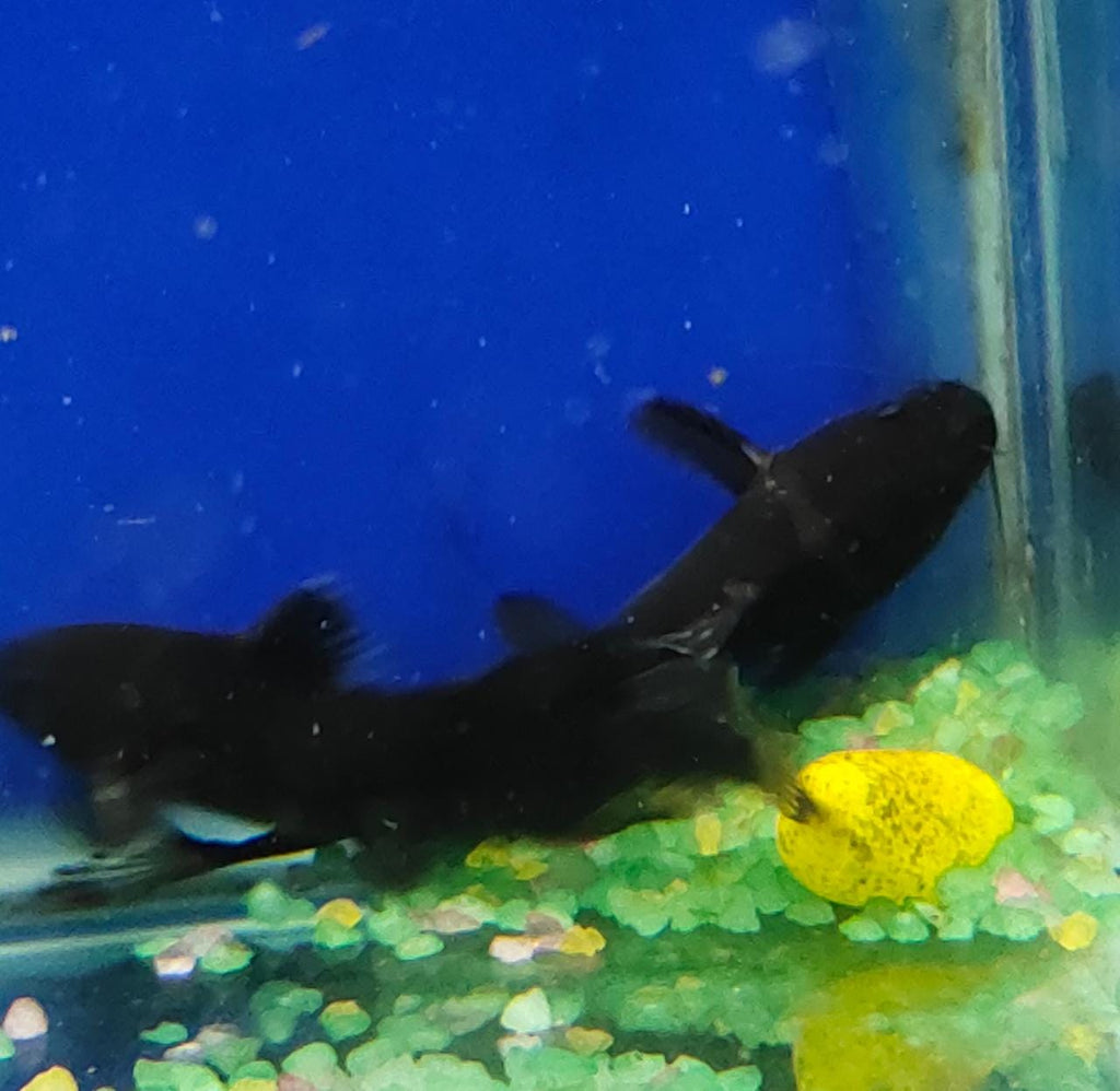 Bumblebee catfish