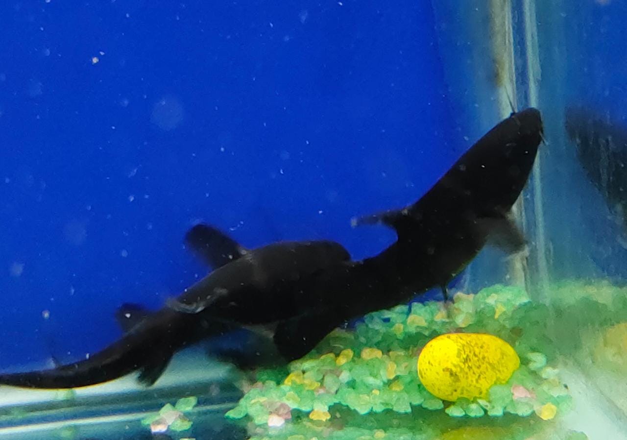 Bumblebee catfish