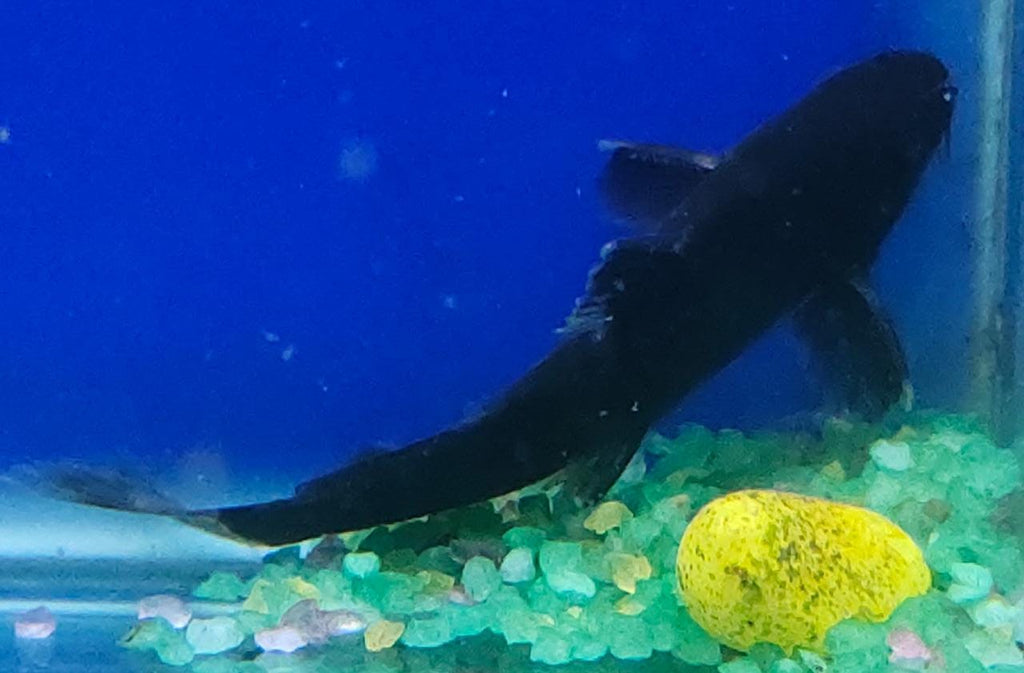 Bumblebee catfish