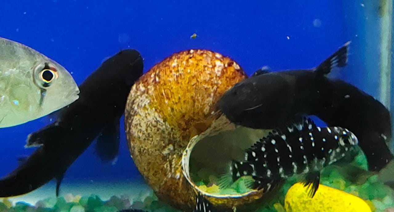 Bumblebee catfish