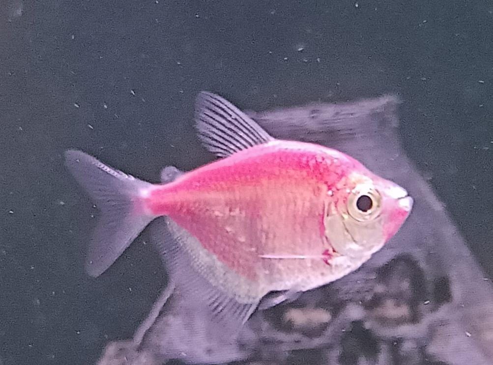 Glo-Tetra-Purple
