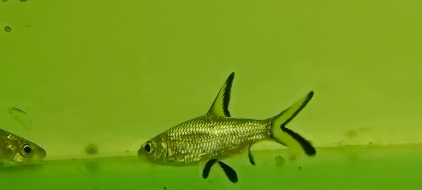 Silvershark