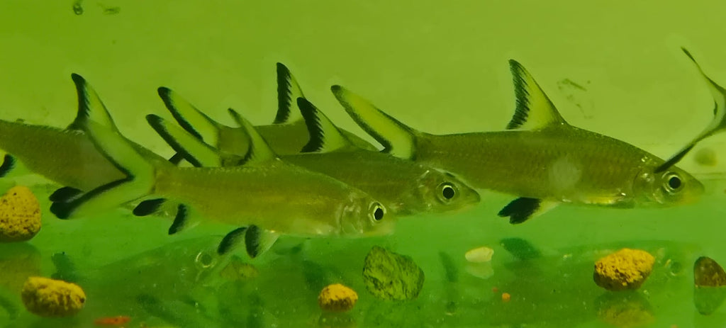 Silver shark