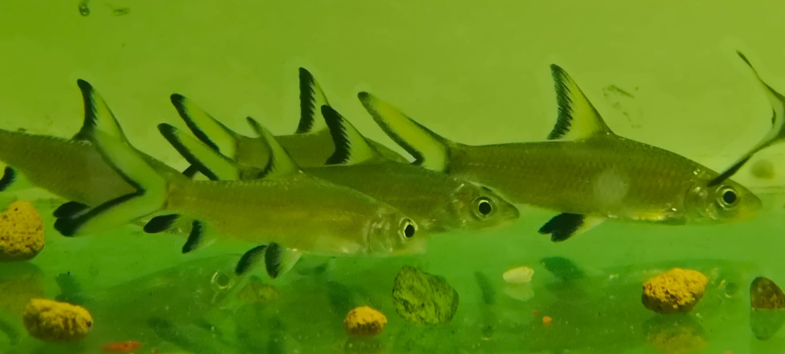 Silver shark