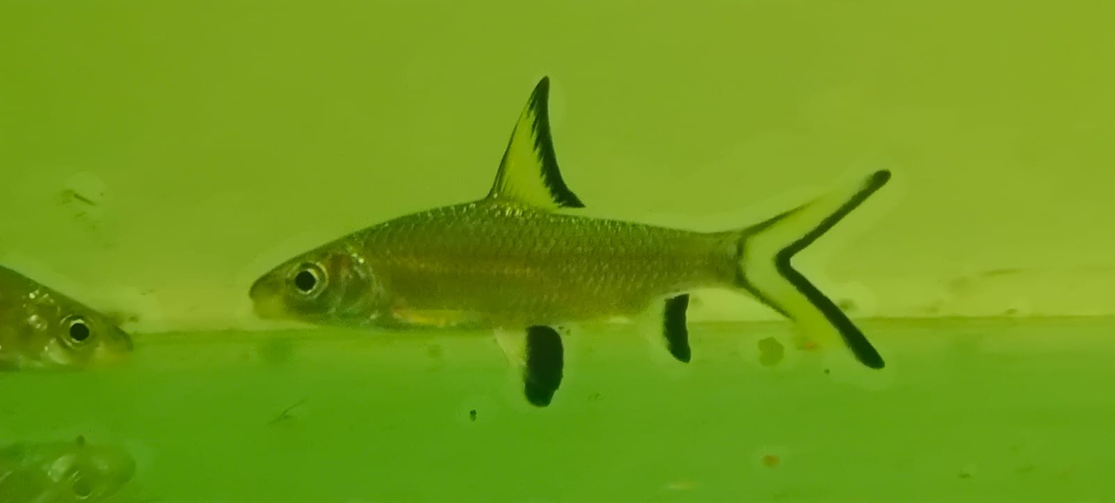 Silver shark