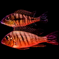 geo_red_head