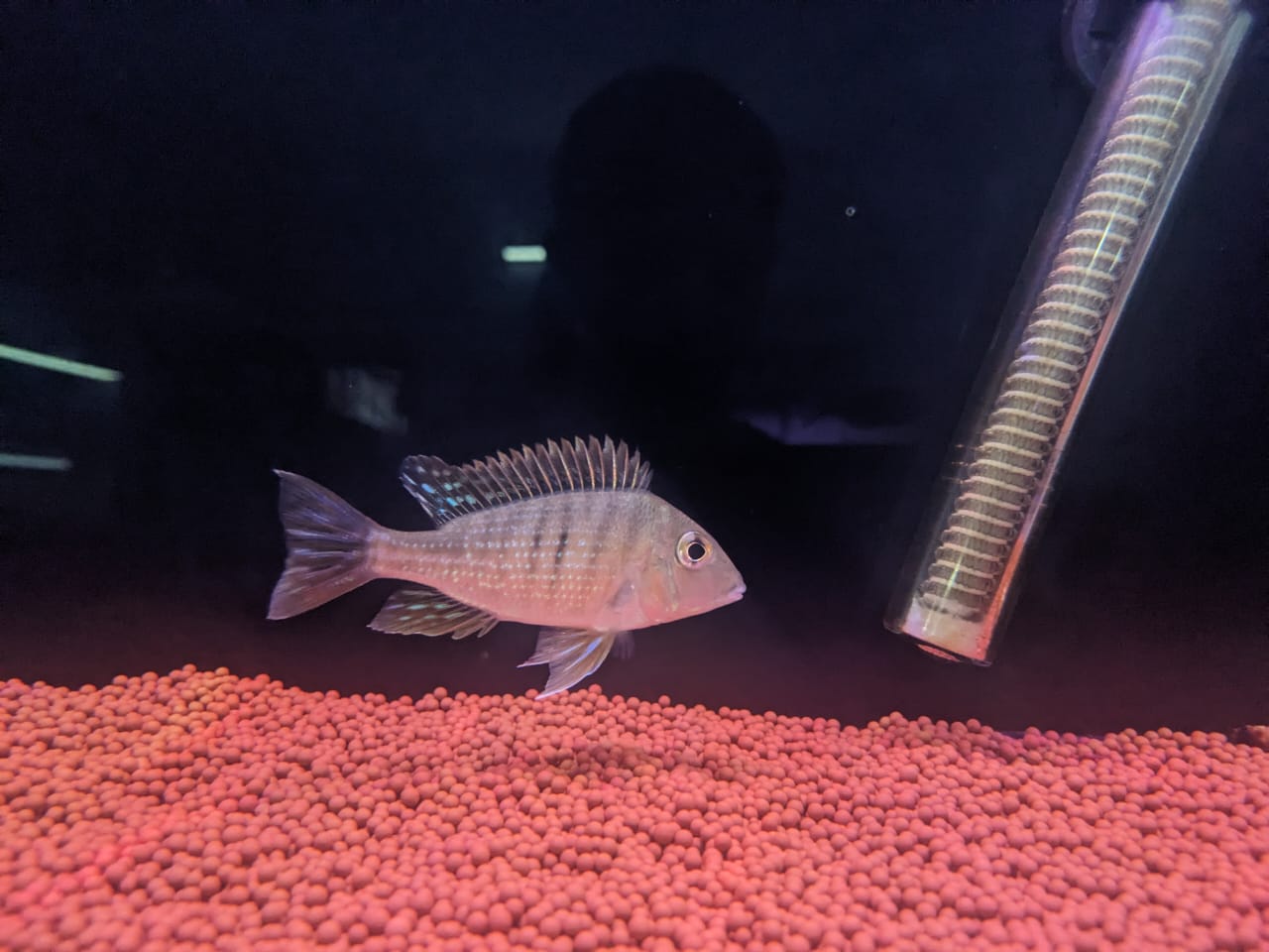 Geophagus 2 (1)