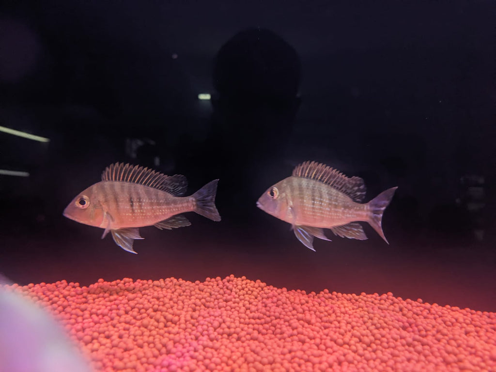 Geophagus 2 (2)