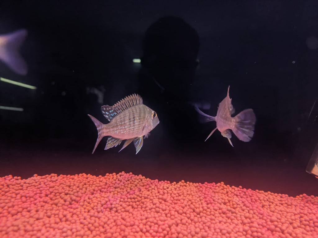 Geophagus Red head