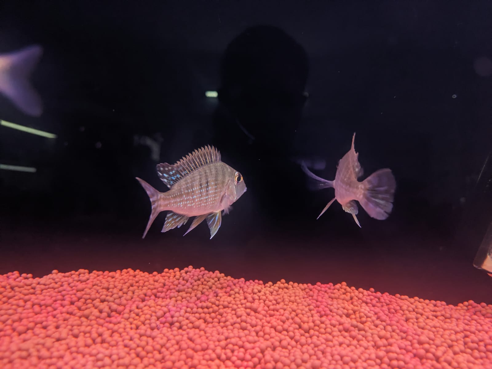 Geophagus Red head