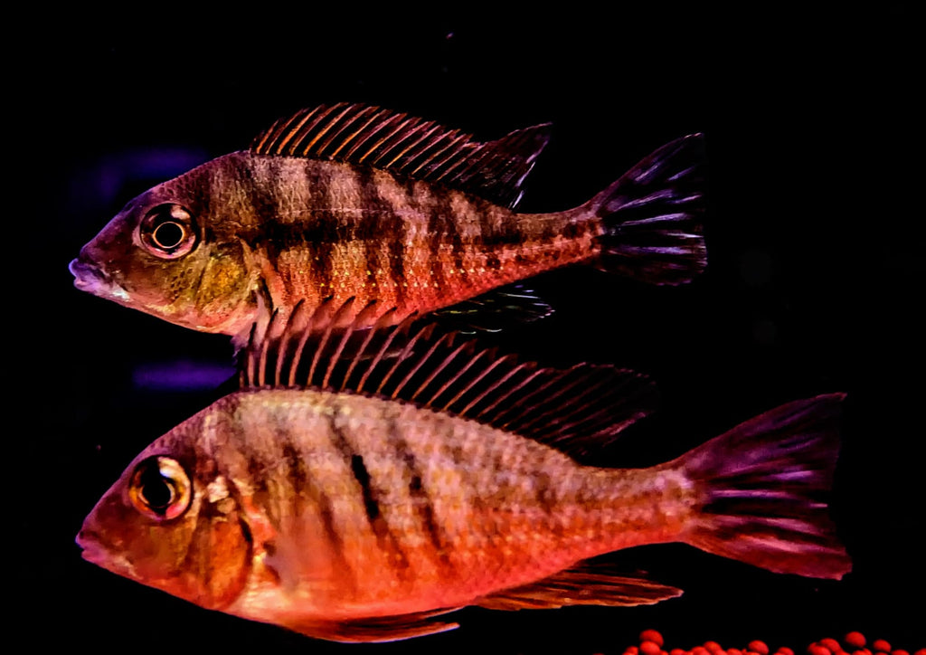 Geophagus red head tapajos