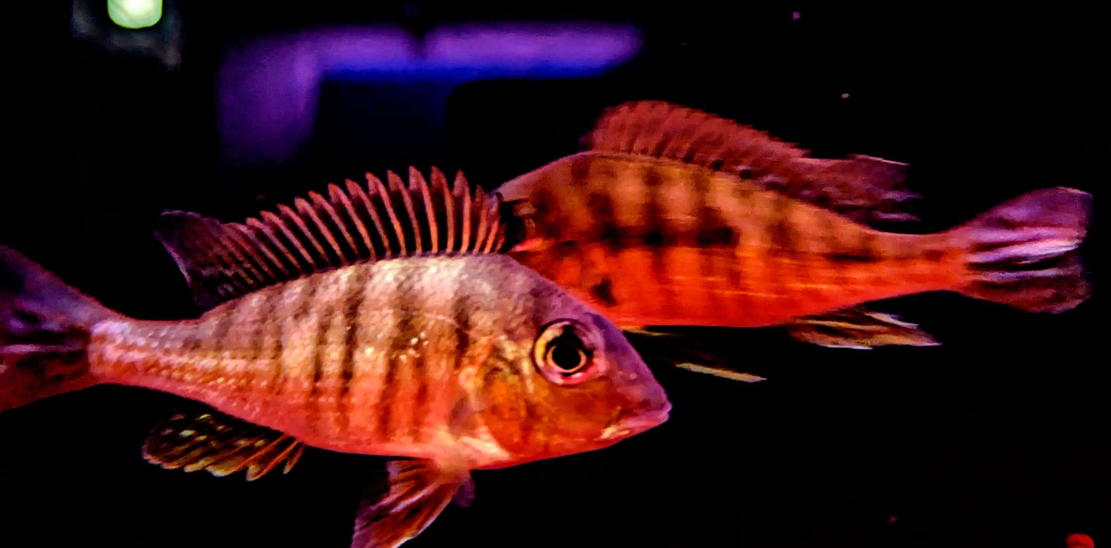 Geophagus red head tapajos