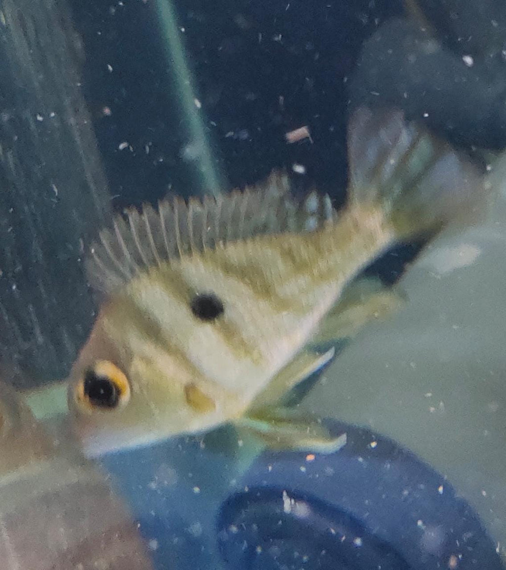 Geophagus Tapajos