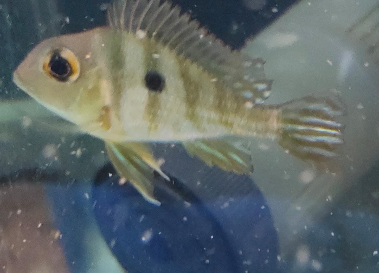 Geophagus Tapajos