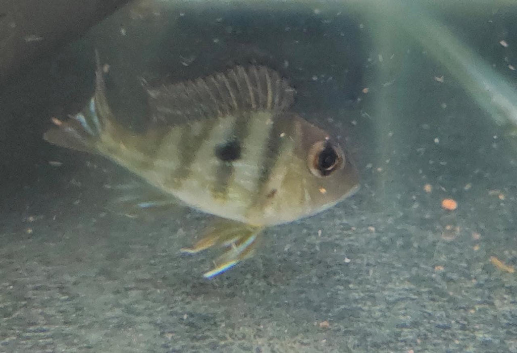 Geophagus Tapajos