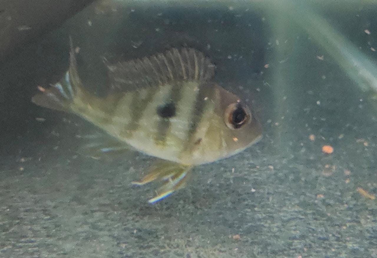 Geophagus Tapajos