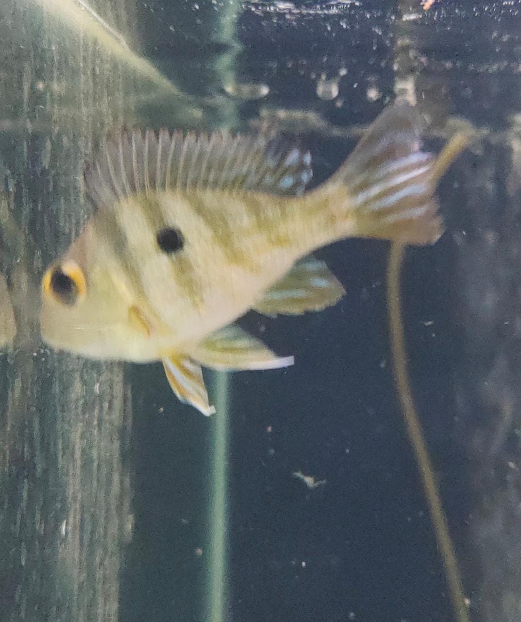 Geophagus Tapajos