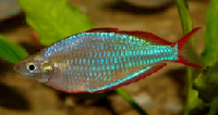 Australian Rainbow