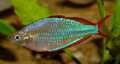 Australian Rainbow