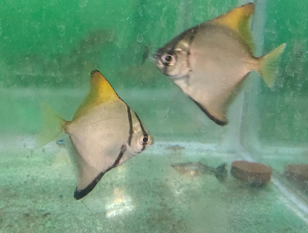 Mono Da Fish Mono Angelfish / Sea Angels – Splashy Fin Aquarium Bengaluru