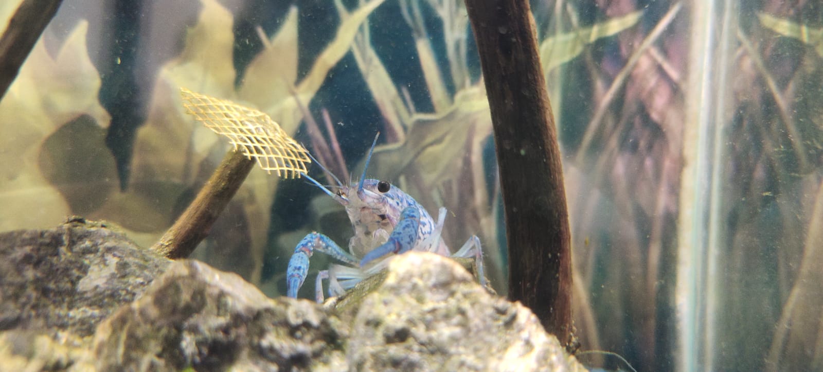 Blue lobster