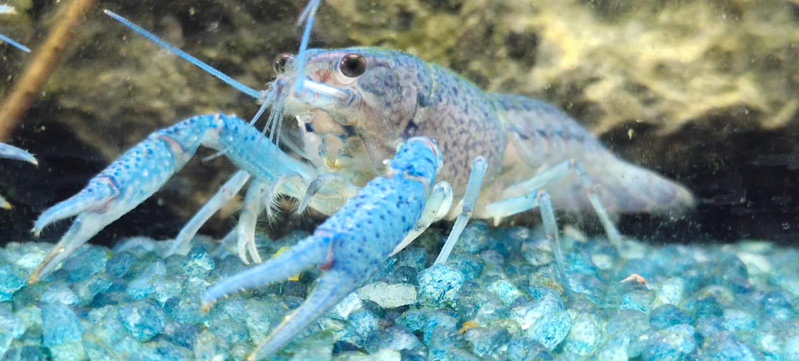 Blue lobster