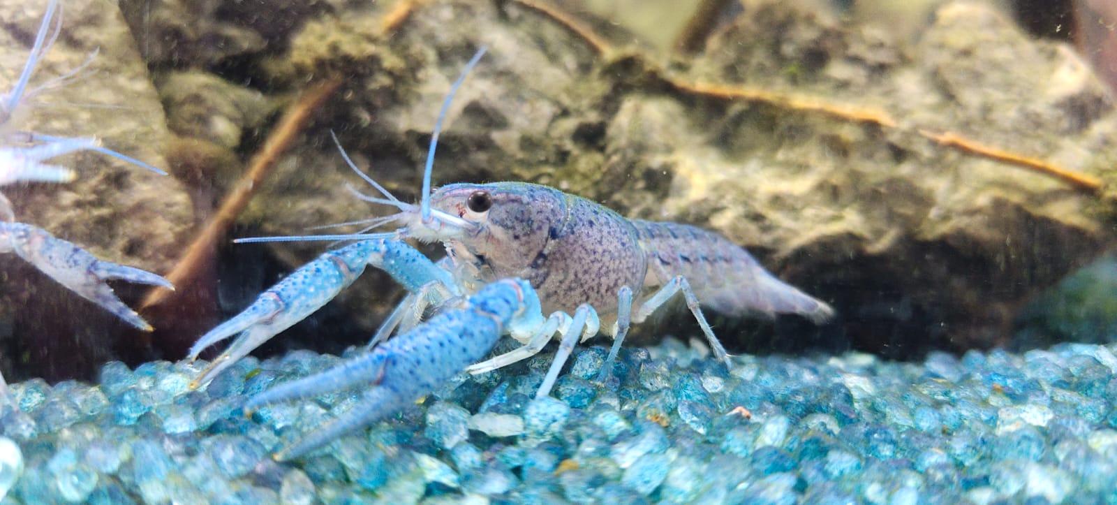 Blue lobster