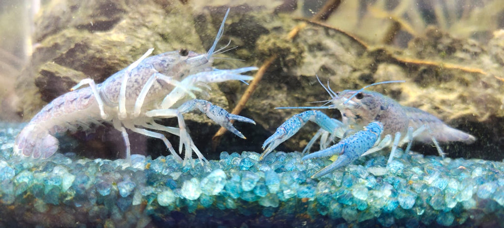 Blue lobster