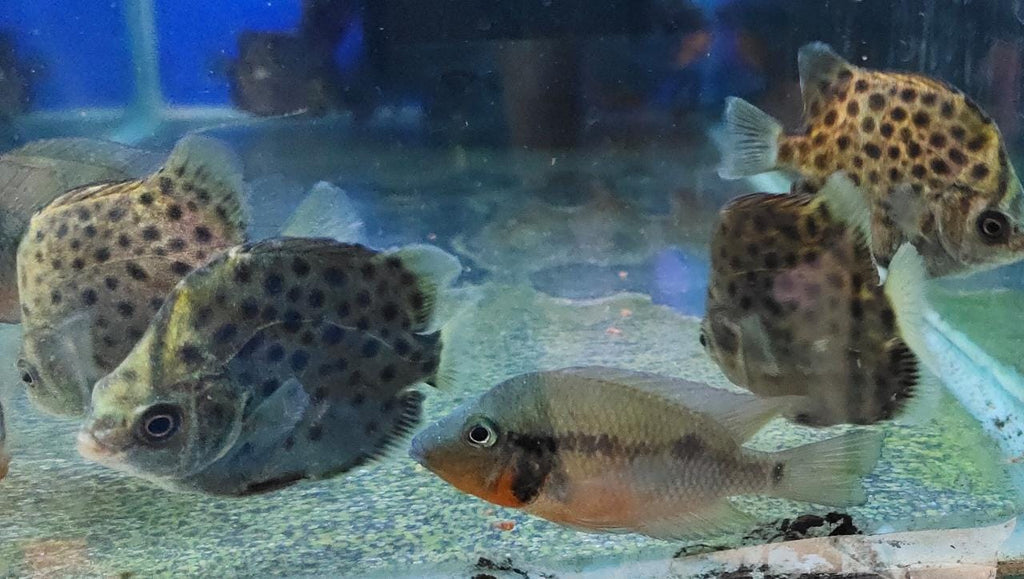 scat fish