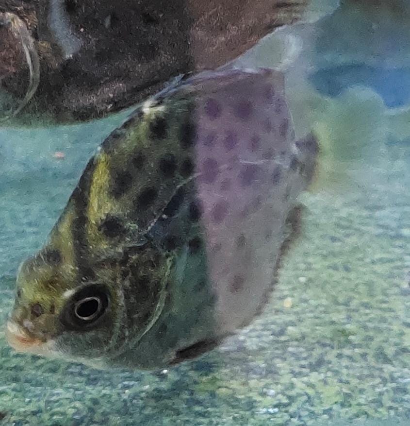 scat fish