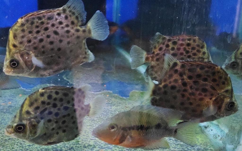 scat fish