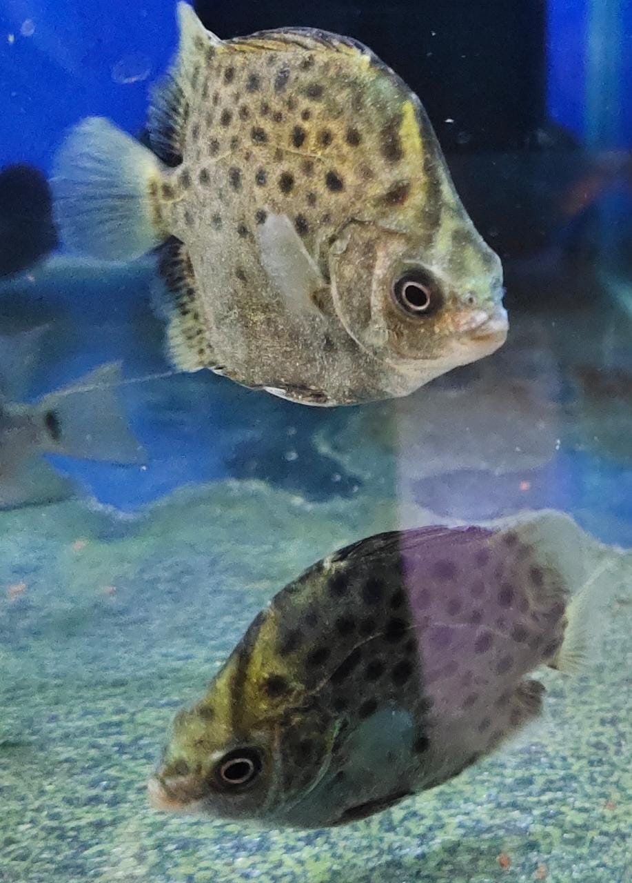 scat fish