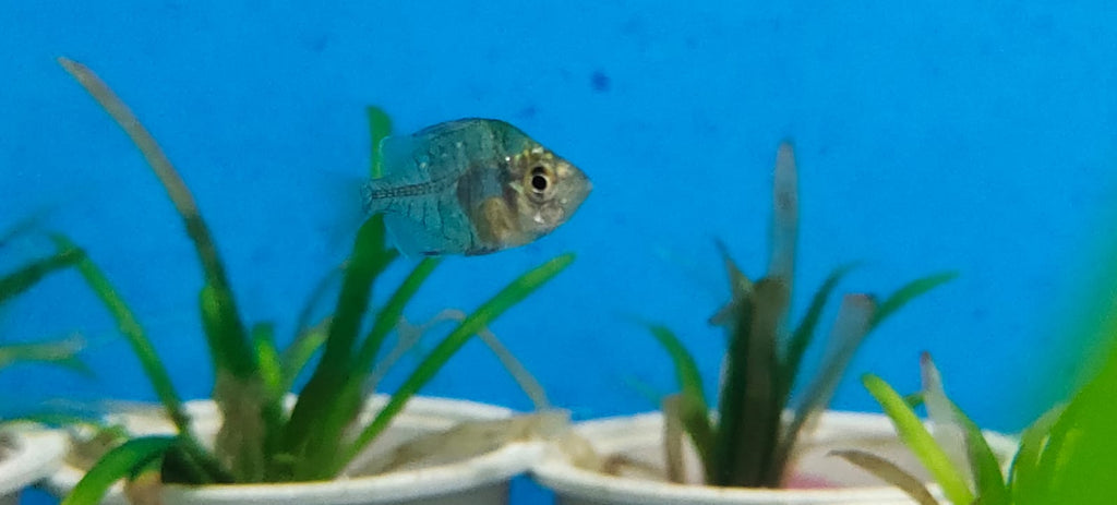 Indian glass fish