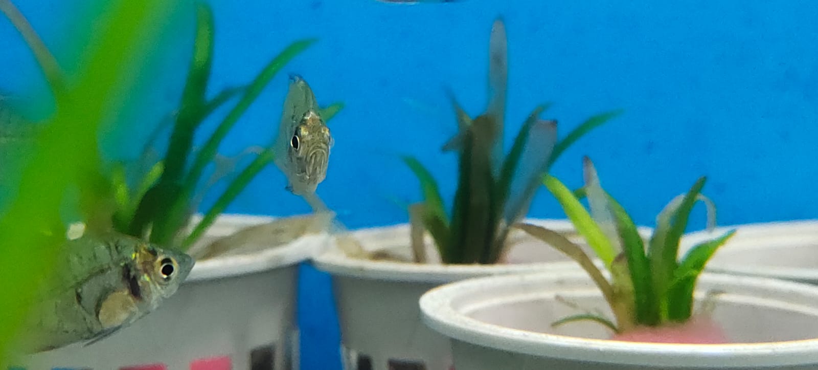 Indian glass fish