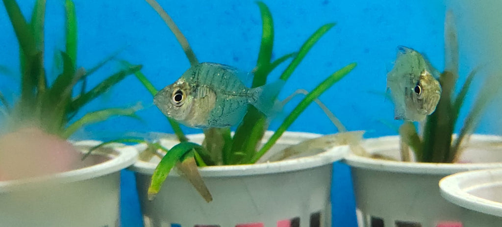 Indian glass fish2