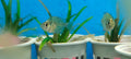 Indian glass fish2
