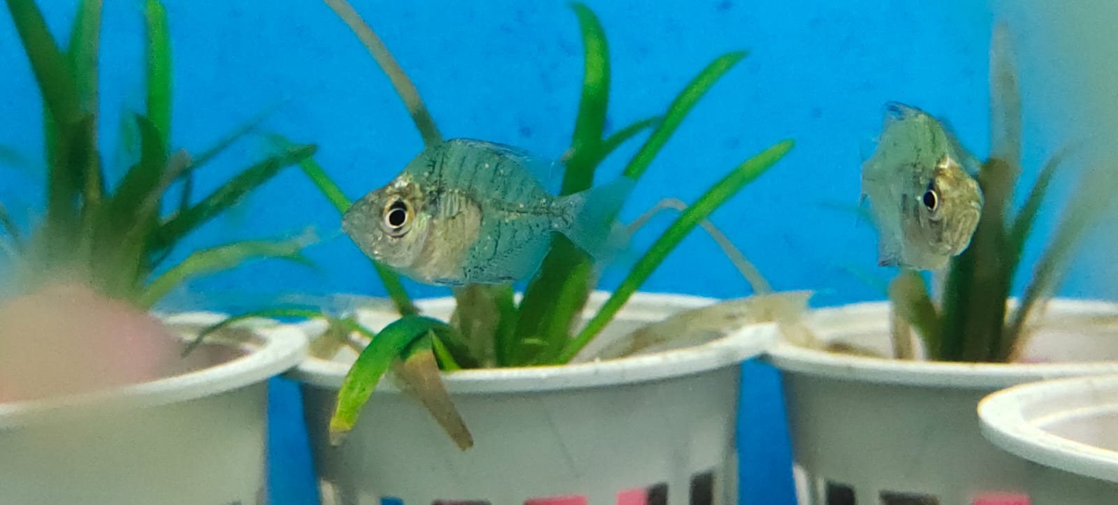 Indian glass fish2