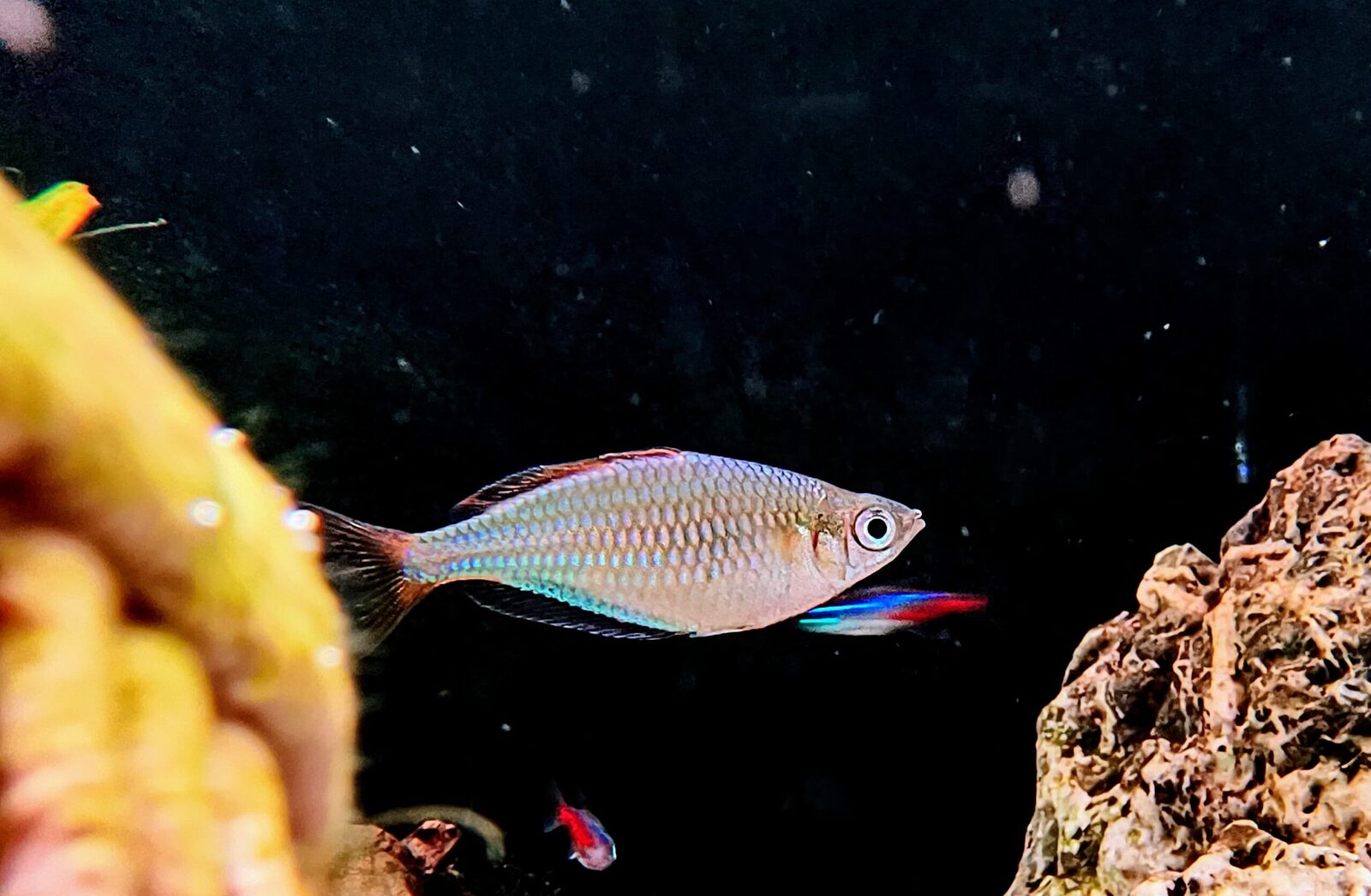 Neon rainbow (1)