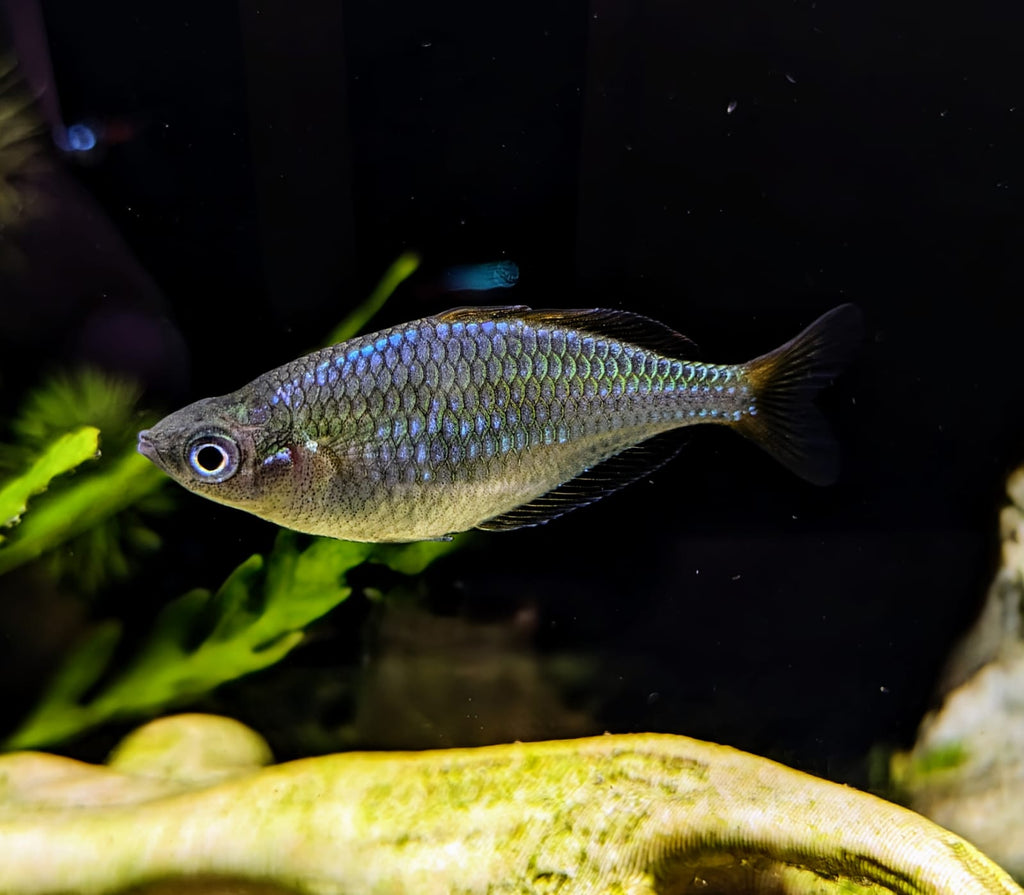 Neon rainbow