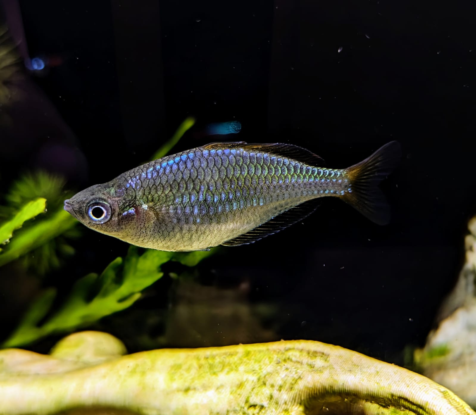 Neon rainbow