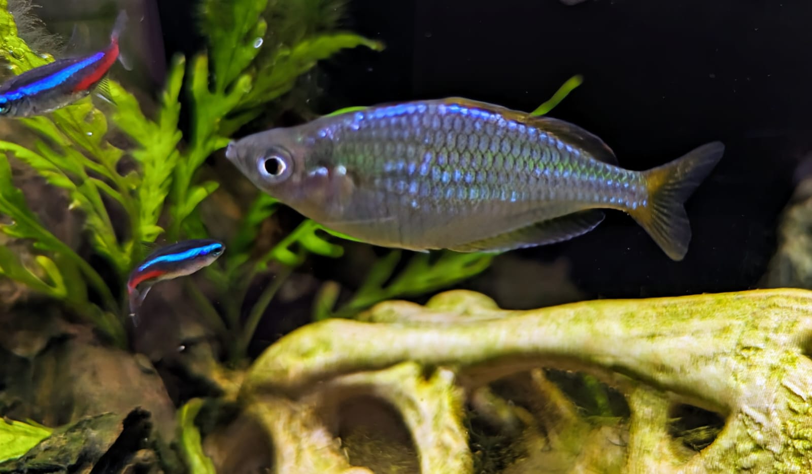 Neon rainbow