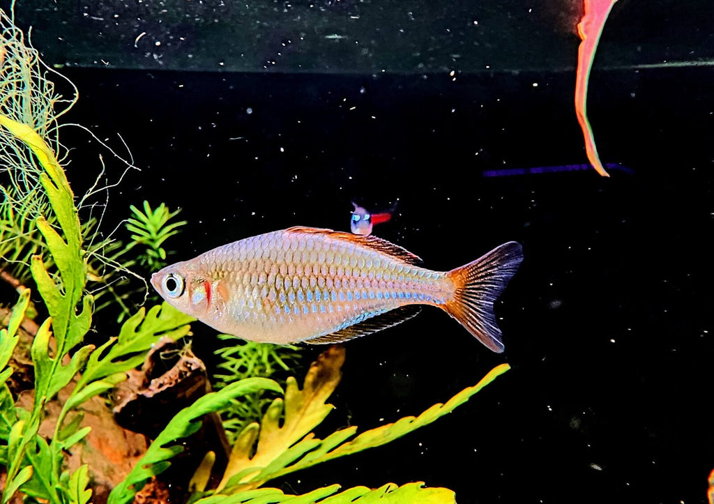 Neon rainbow