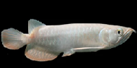 rtg arowana