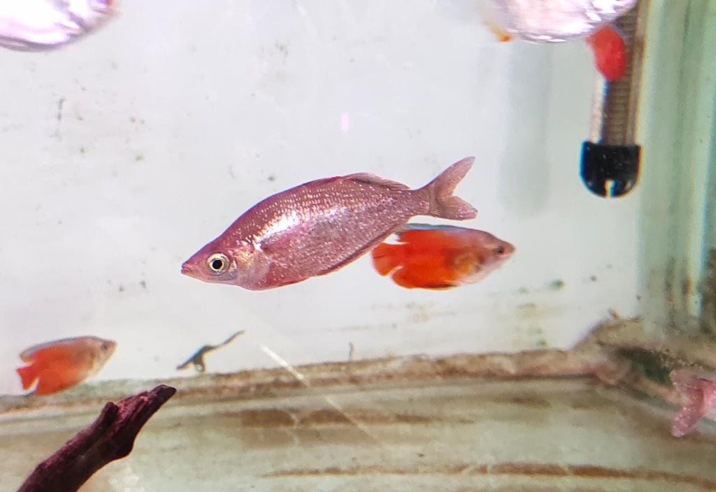 Red Rainbow