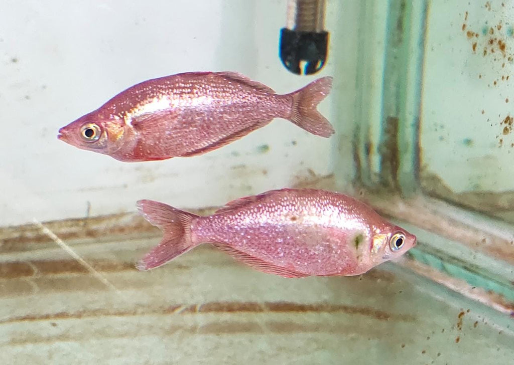 Red Rainbow